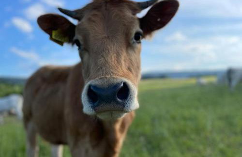 Pastelova Krova - domki w Bieszczadach - Foto 39