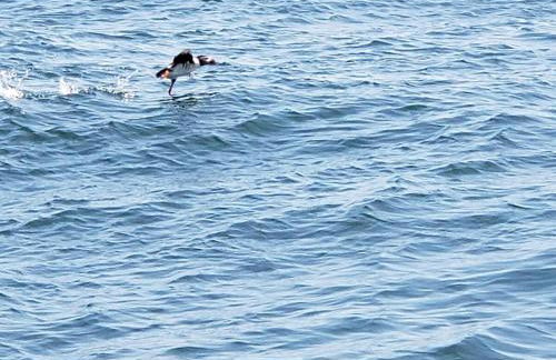 Sunset Cabin by the Sea, Log cabin stunning views - Photo 13