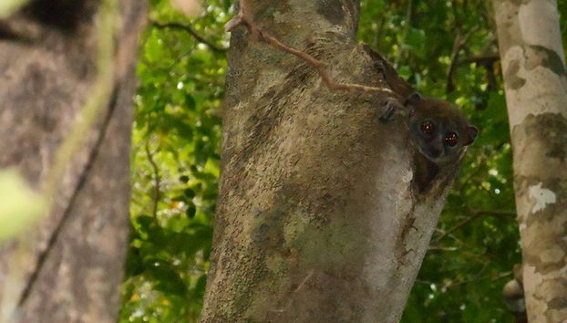 Parque de Lémures y la colina de Antongona - Foto 2