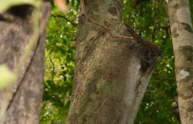Lemur's Park and Antongona Hill - Photo 2