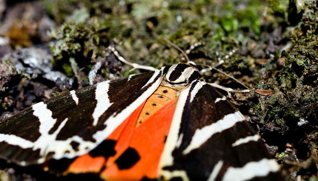 Mount Filerimos & Butterfly Valley Tour - Foto 3