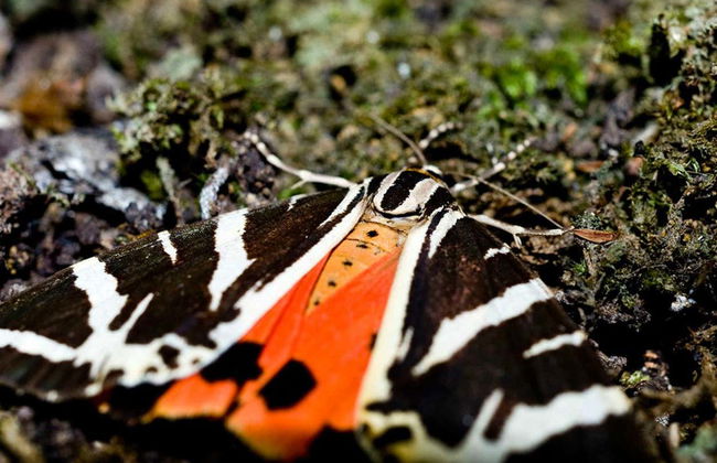 Excursion au Mont Filérimos et à la Vallée des Papillons - Photo 3