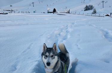 Appartement au pied des pistes- Piau Engaly - Foto 20