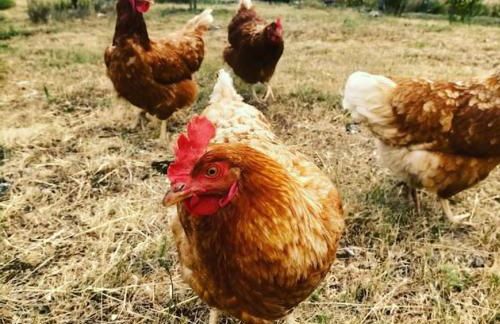 El Telar Arte y Naturaleza - Foto 25