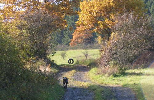 Fewo TaLuLa - Sauerland mit Hund - Foto 23