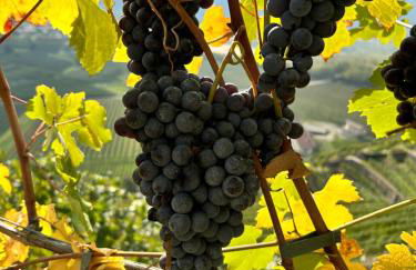 Valtellinda - Foto 53