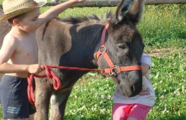 Bauernhof König - Foto 5