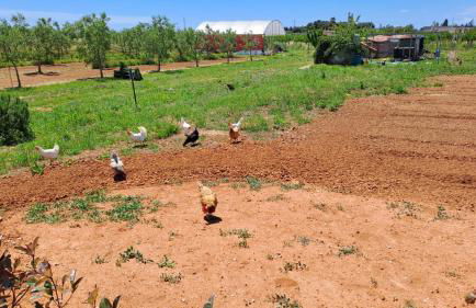 EcoVilla con piscina privata - Apulia Villas - Foto 53
