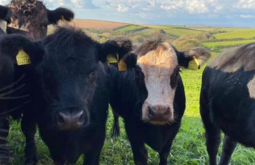 Secluded Escape near Salcombe - Newhouse Barn. - Foto 59