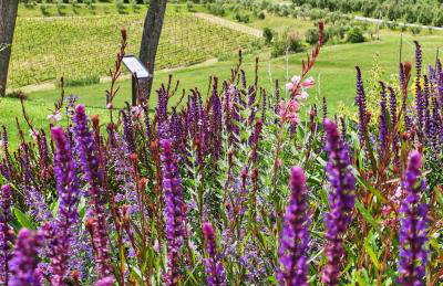 Podere Cornacchino - Foto 12