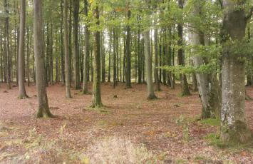 W Małym Sadzie - Foto 36