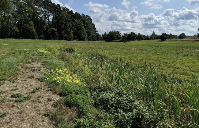 Ferienhaus in Mecklenburg-vorpommern mit Tropenpool & Spa - Photo 29