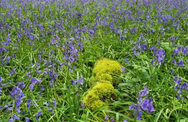 fee moi rêver - Foto 9