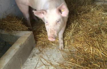 la masseria di Antonio e Teresina - Foto 56