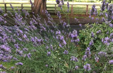 Four Seasons Cottage - in the Cotswolds - Foto 4