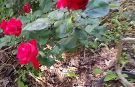 Apartment Pasman 1 - Photo 17