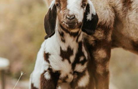 Matanah Meadows Farm, Great for 2 Families, Sequoia National Park and Working Farm - Foto 42