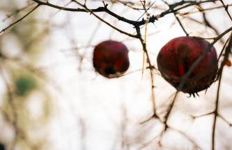 Finca Vitoria - Foto 6