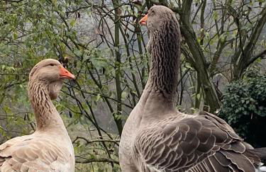 Come una volta farm - Foto 25