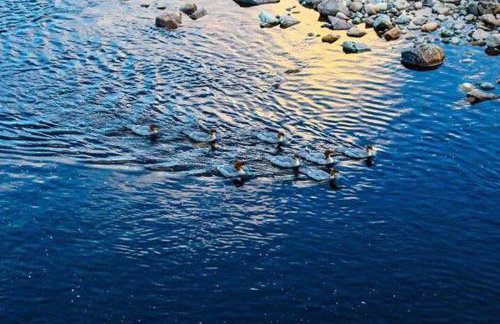 The Toll House - Photo 41