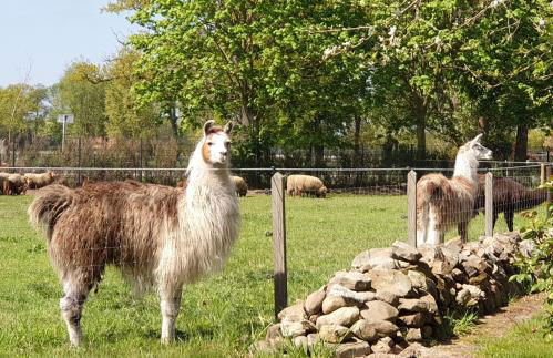 Ferienwohnung Lama - Foto 1