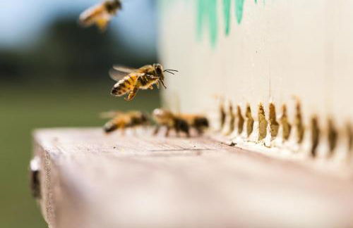 Antico Casale dei Sogni agriturismo - Foto 57