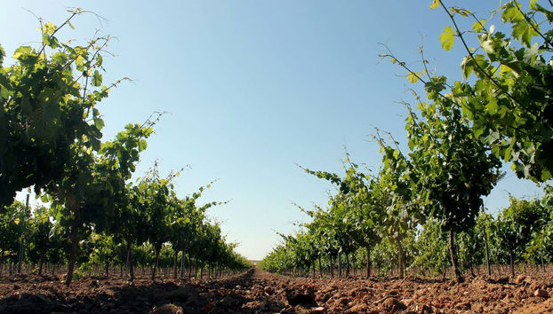 Visita a la bodega Cuatro Rayas - Foto 2