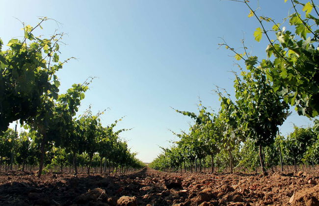 Visita a la bodega Cuatro Rayas - Foto 2