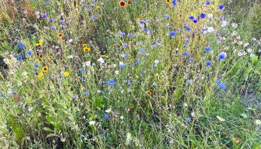 HORAMI Villa - ORIGAMI Apartment mit Terrasse - Foto 2, Garden, Garden view