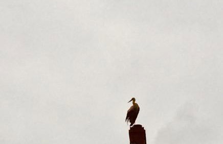 Dom wypoczynkowy na Kaszubach o niezwyklym klimacie - Foto 41