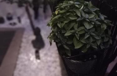 Jani's Beach House - Foto 27