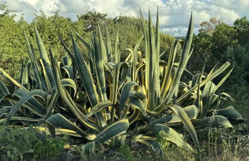 Trillibiu beach house - Foto 23