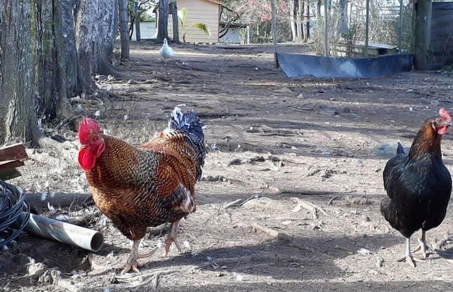 La Petite Ferme - Foto 15