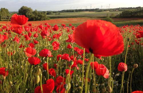 Wohnung in Neubukow nahe Ostseestrand - Foto 33