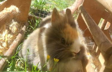 Ferienhof Broger FeWo Bergblickle mit Pool - Foto 19