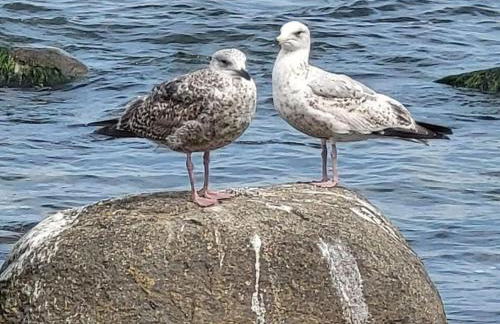 Penthouse sea view - Foto 12