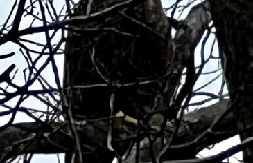 "Lovely Tiny House Rental for a Romantic Getaway in Shepherdstown, West Virginia - Foto 14