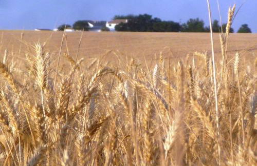 Cortijo de Vega Grande - Foto 59