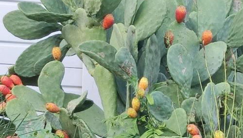 Appartamento Le Ginestre - Foto 2