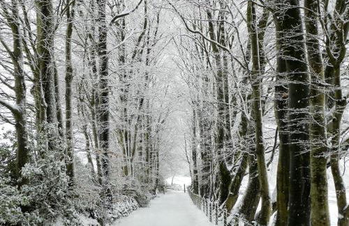 Coedmor Cottages - Foto 65