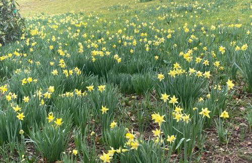 Countryside retreat set within beautiful woodlands with easy access to Henley On Thames - Foto 16