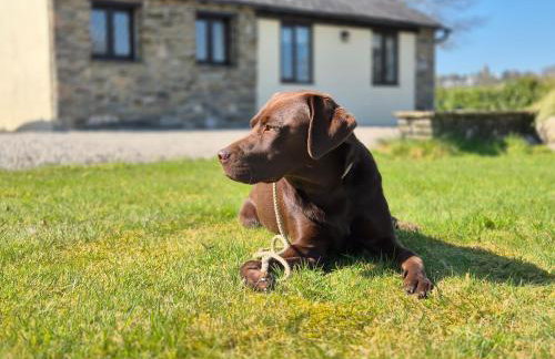 Lovely Little Garden Cottage, Tamar Valley, Cornwall - Photo 20