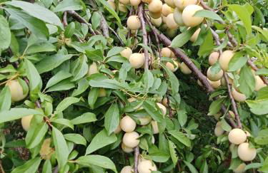 La Colombarola Agriturismo - Foto 11