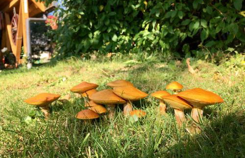 Agroturystyka Pod Modrzewiem - Babia Góra - Foto 33