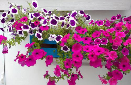 Casa da Rosarinha - Photo 54