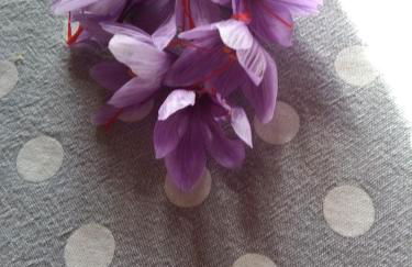 Il gelsomino del Perugino - Photo 57