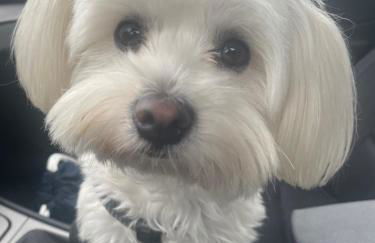 Villa Tensi - Blanes - propietario - Foto 23