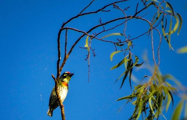 Tulin Heritage Bungalow - Foto 24