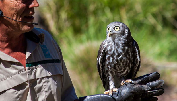 Gufo del Santuario di Healesville
