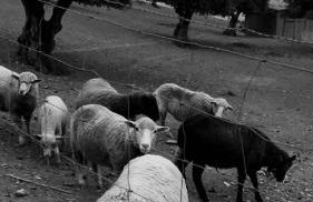 Cantinho da Villa - Foto 26